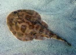 brown ray fish|Florida Ray Identification .